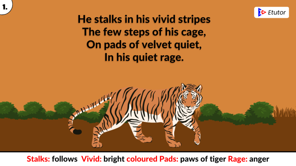 A tiger in the zoo stanza 1 