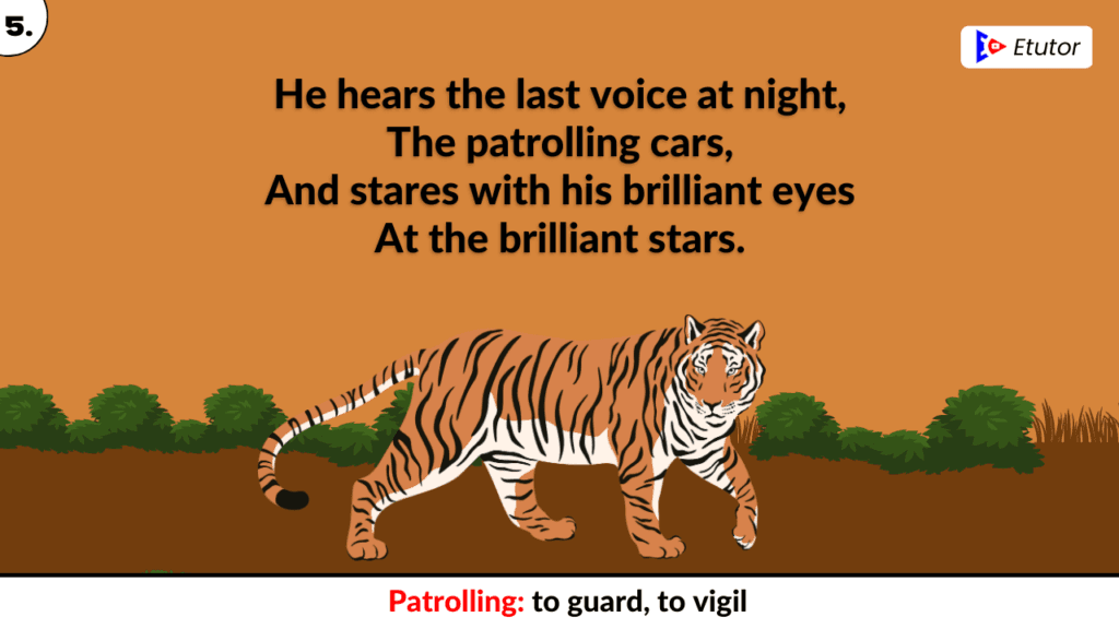 A tiger in the zoo stanza 5