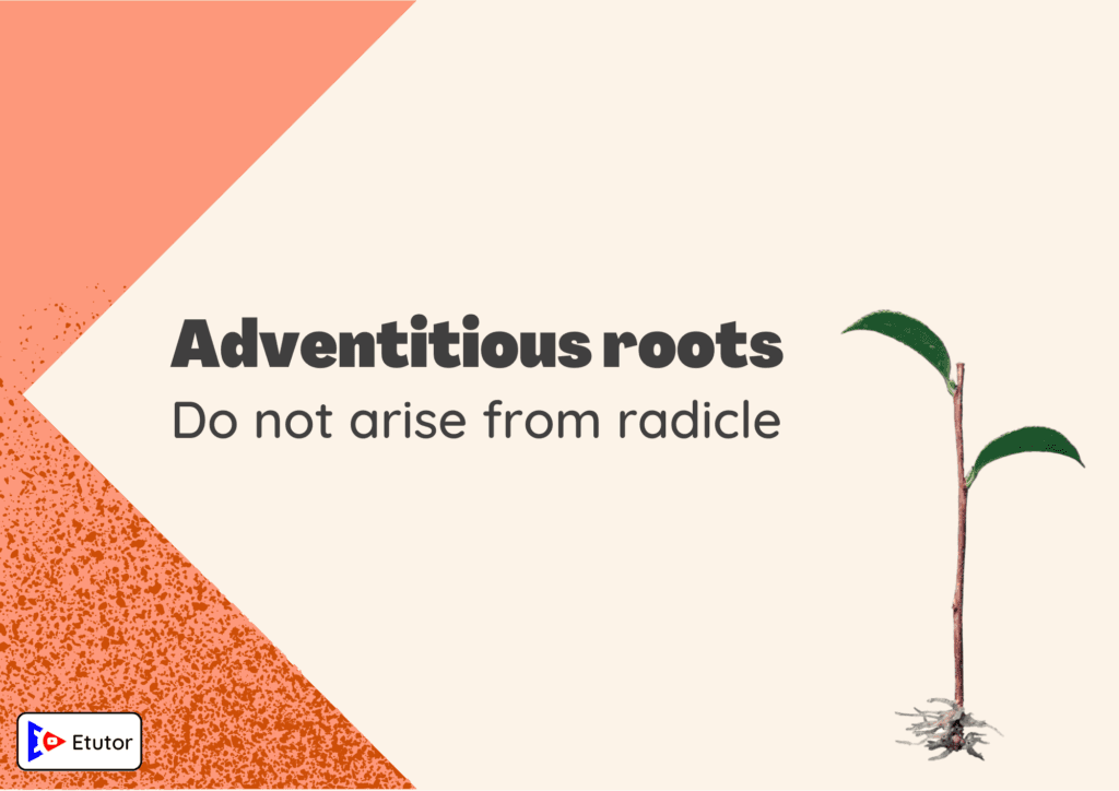 Adventitious roots