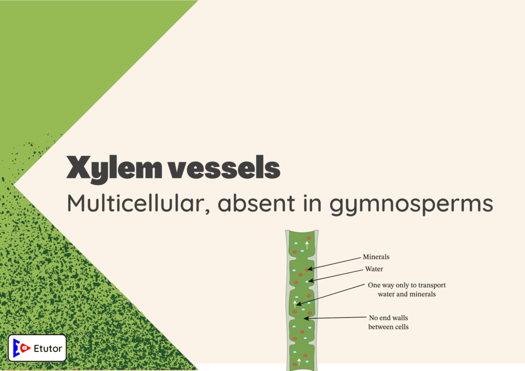 cylem vessels