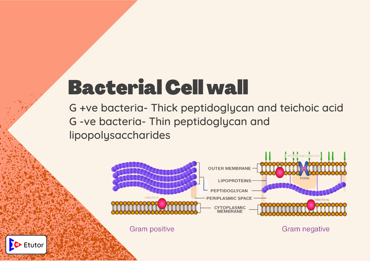 bacteria cell wall 