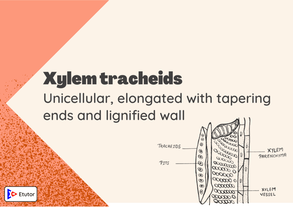 xylem tracheids