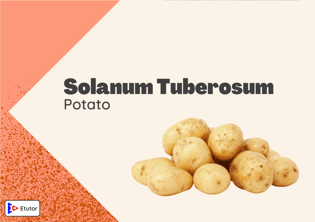 Solanum Tuberosum