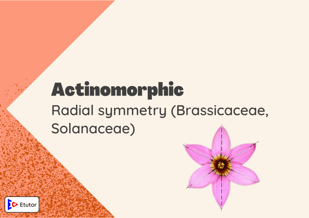 Actinomorphic