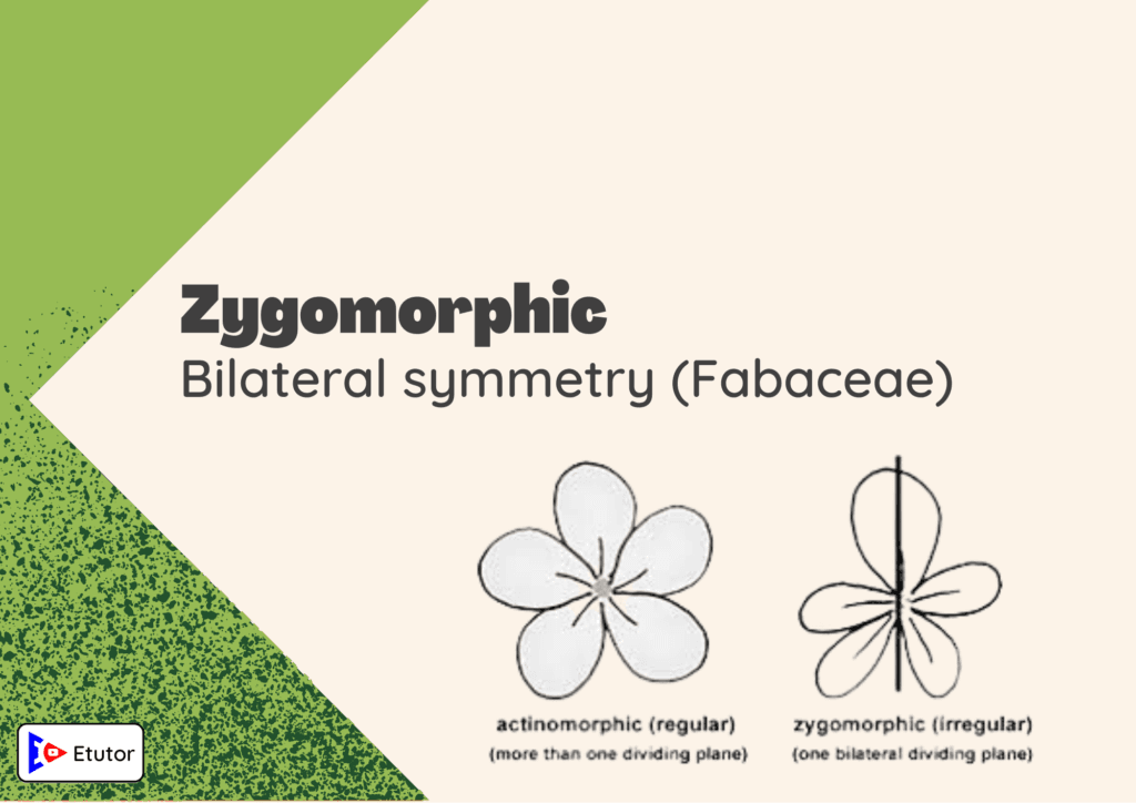 zygomorphic