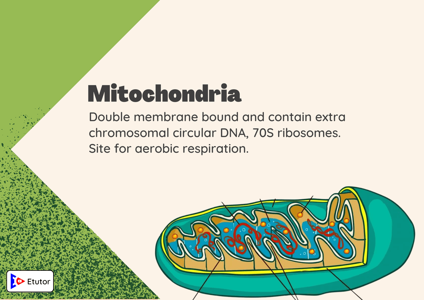 mitochoondria