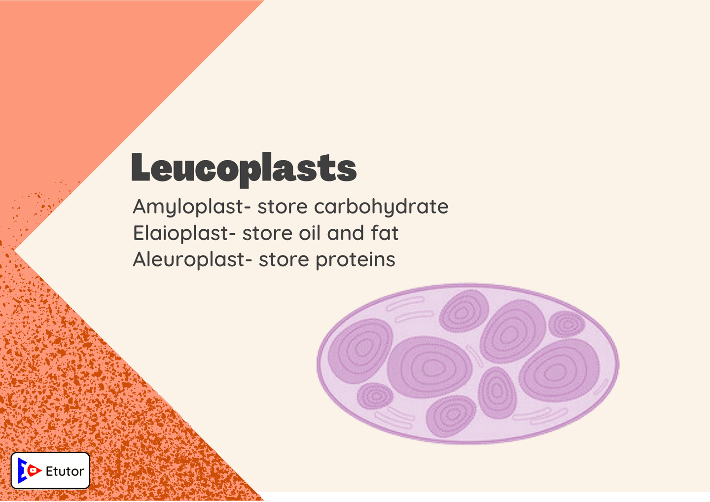 leucoplasts