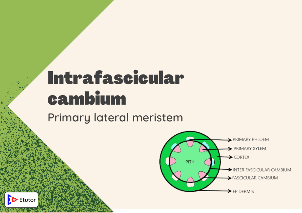 intrafascicular cambium