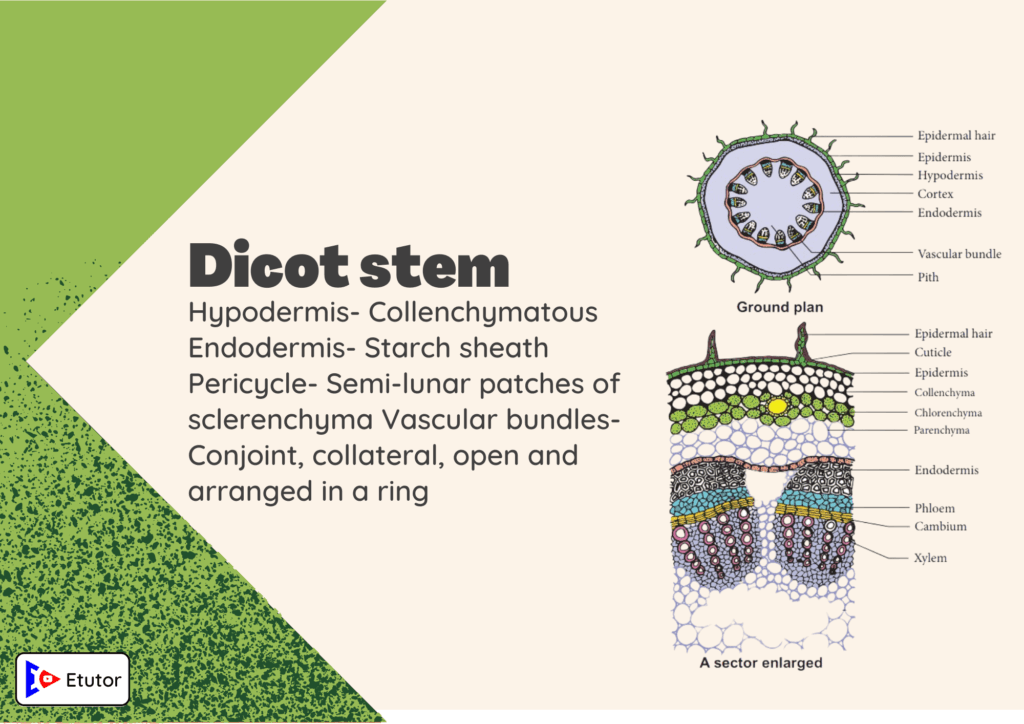 dicot stem