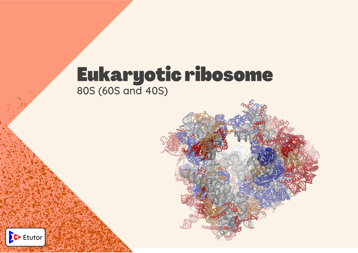 eukaryotic ribosome 