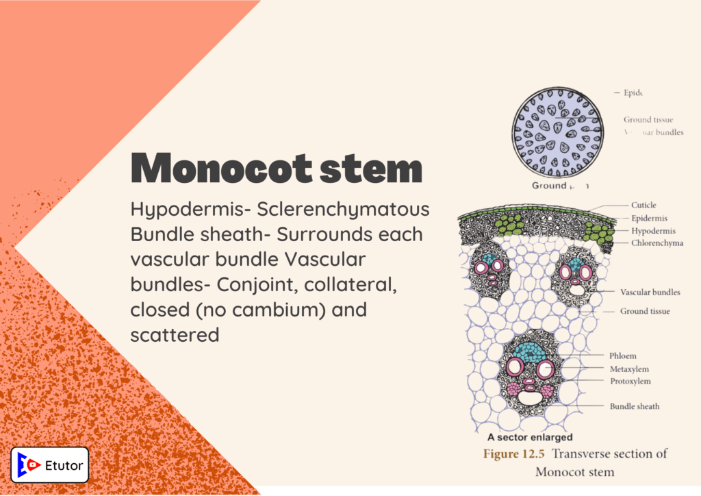 monocot stem