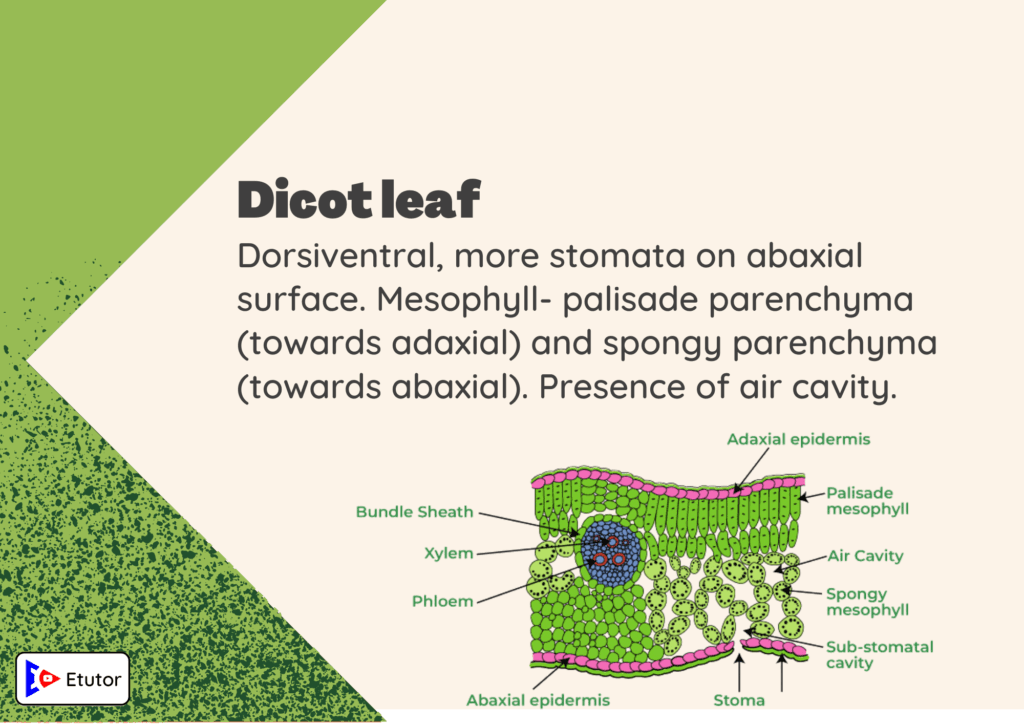 dicot leaf