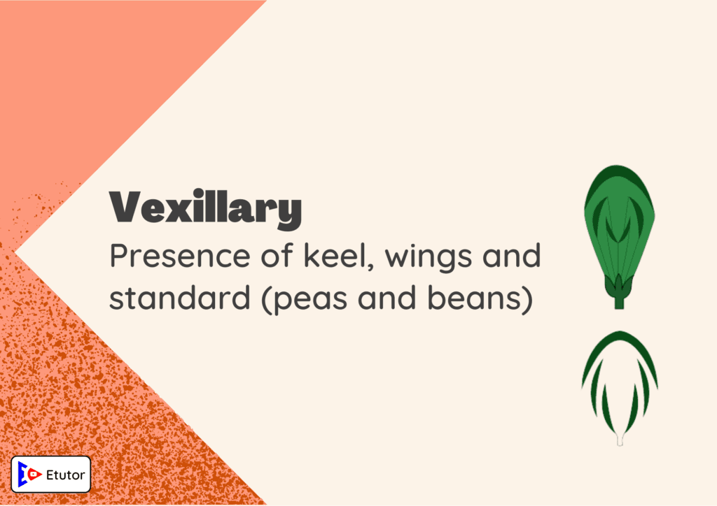 Vexillary