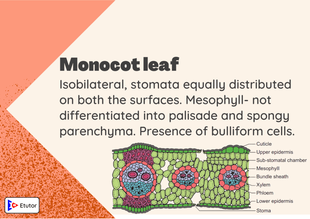 monocot leaf