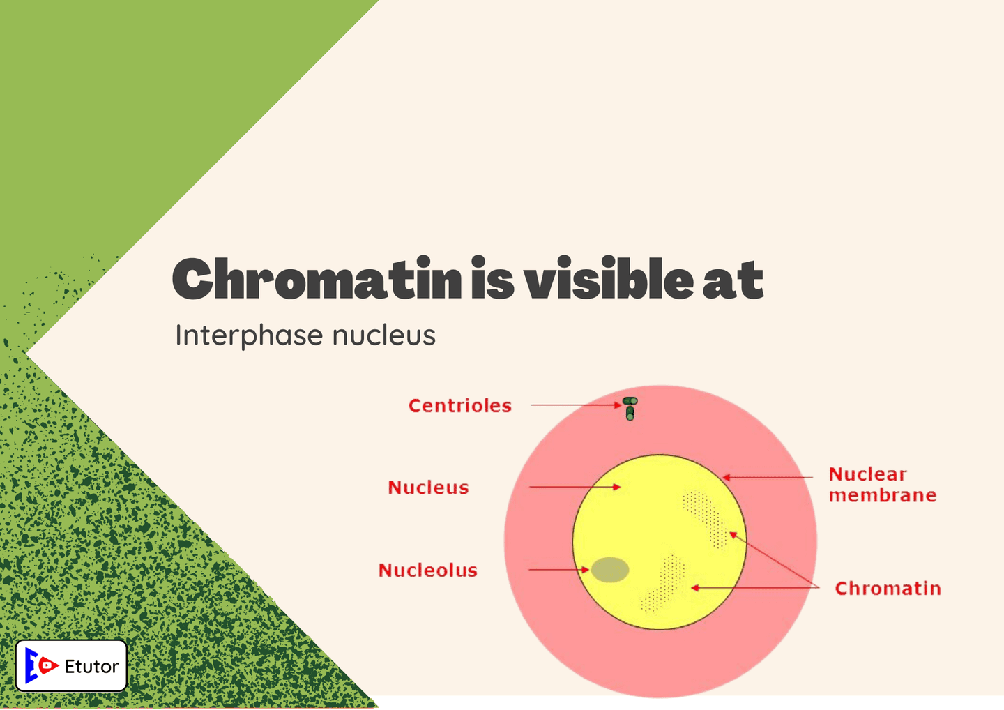 chromatin is visible at interphase nucleus 