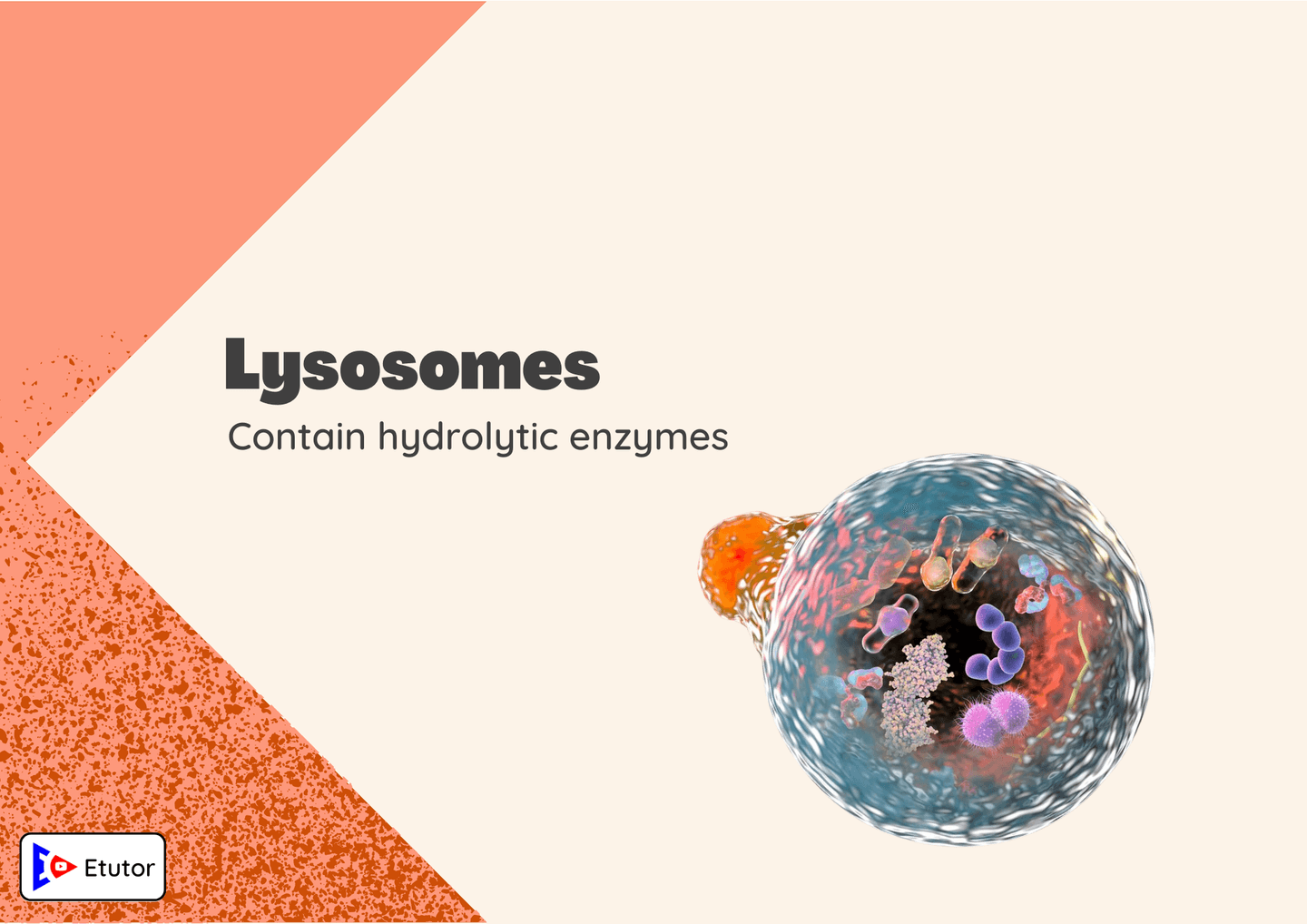 lysosome 