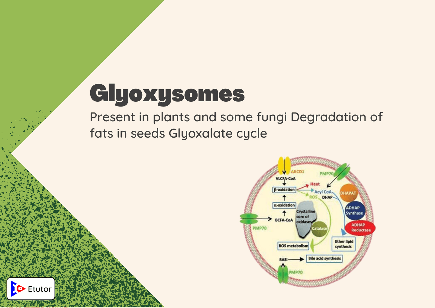 Glycosomes 