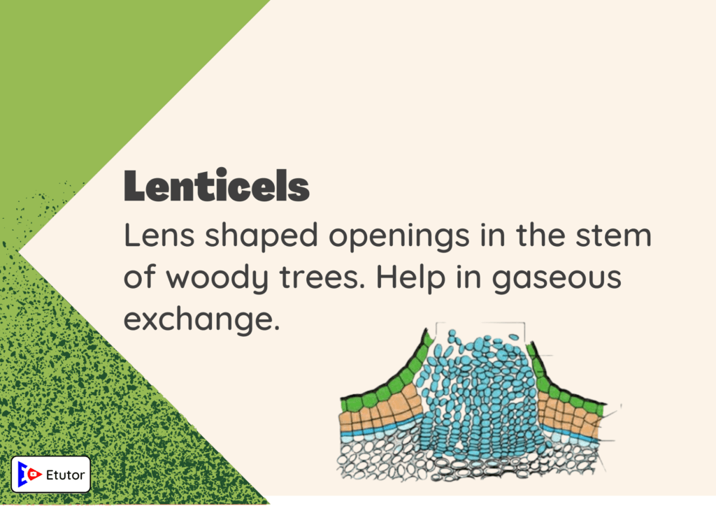 lenticles