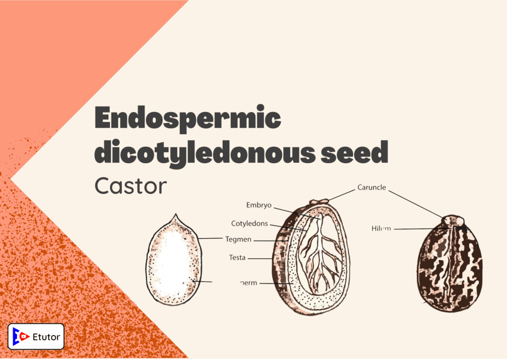 endosermic dicotyledonous seeds