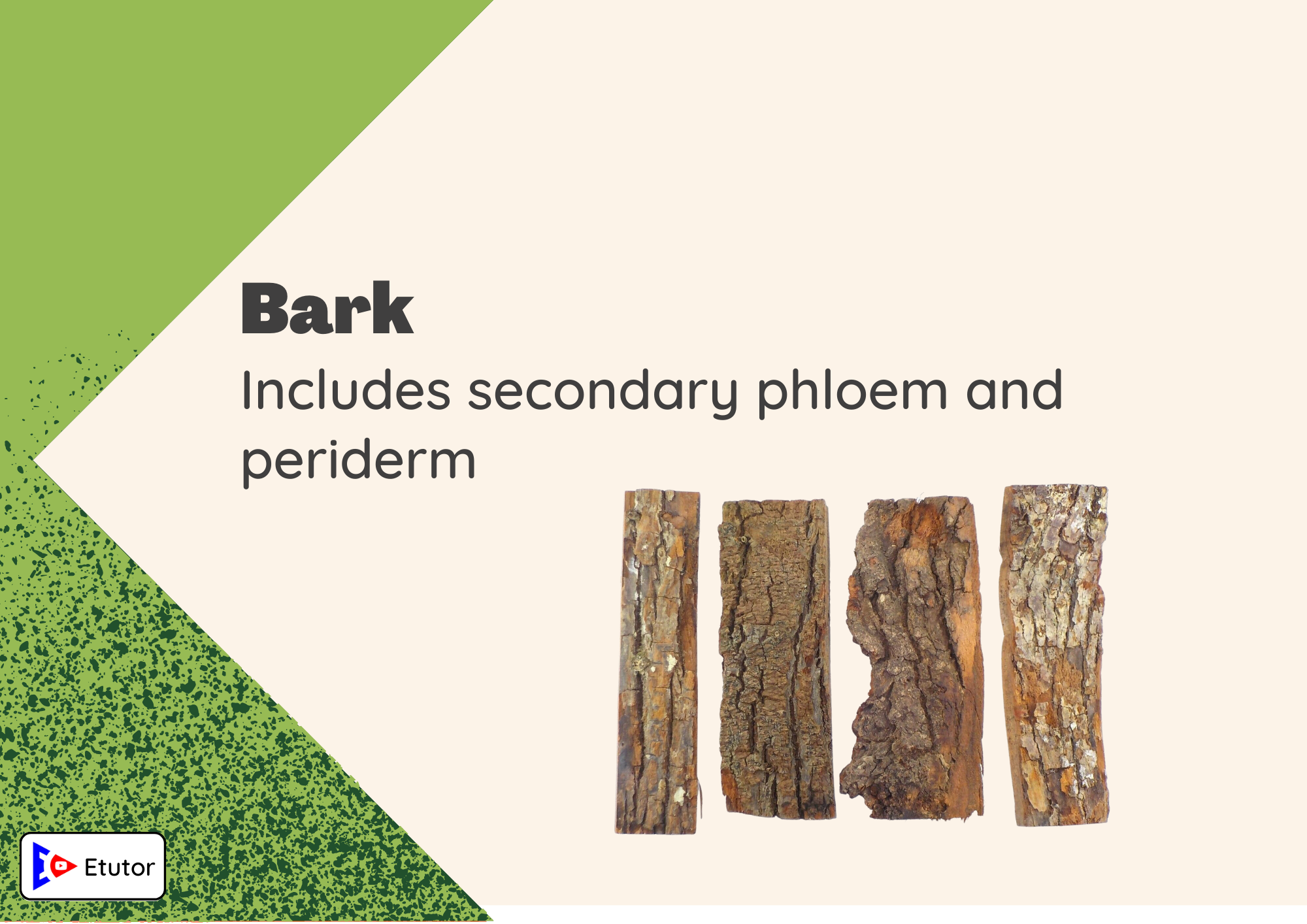 Bark