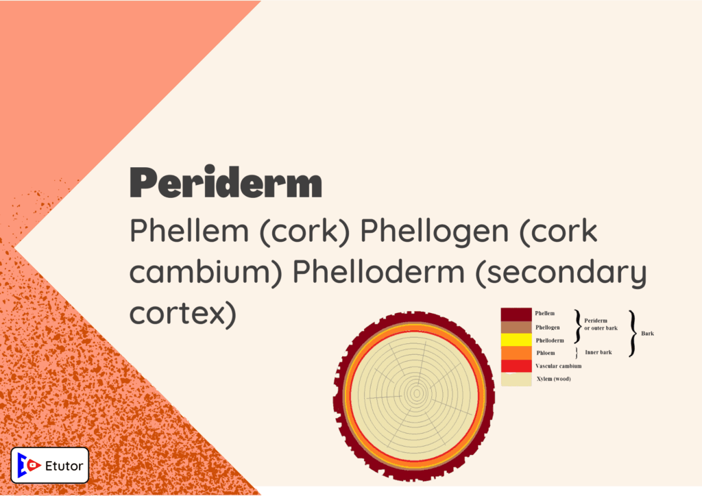 Periderm