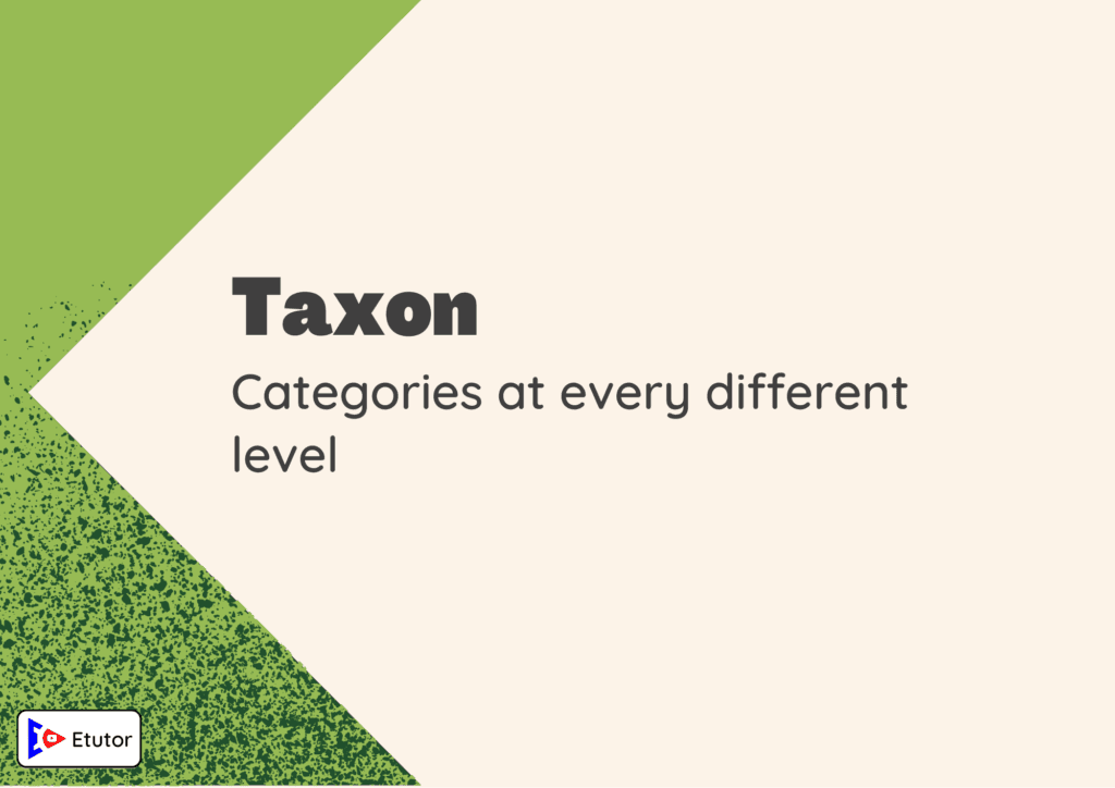 taxon flash card 