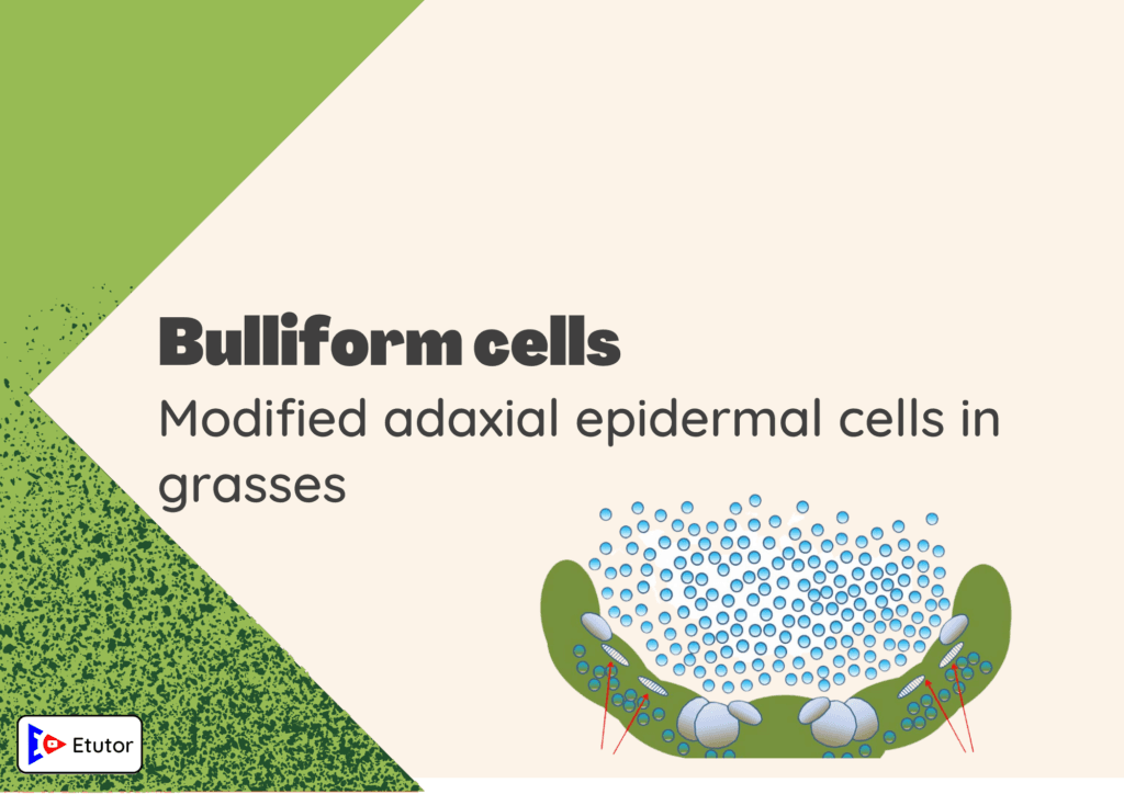 Bulliform cells