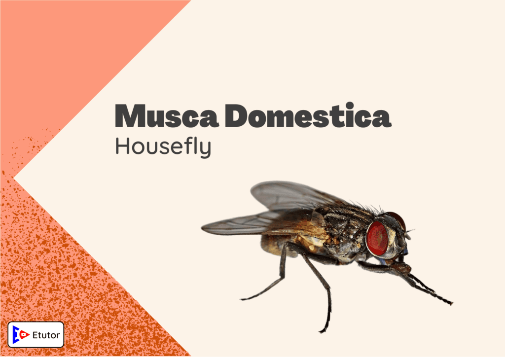 musca Domestica