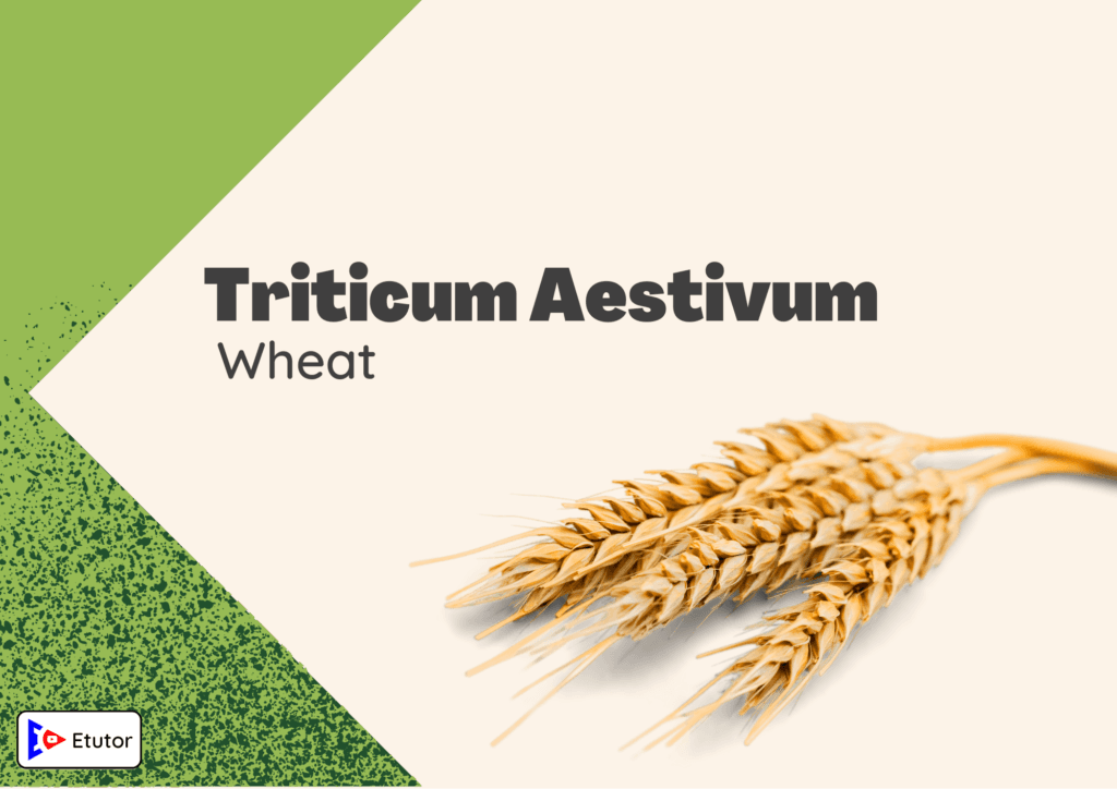 triticum Asetivum