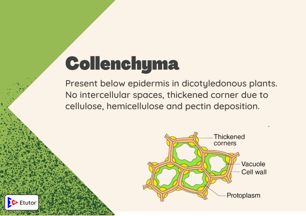 collenchyma