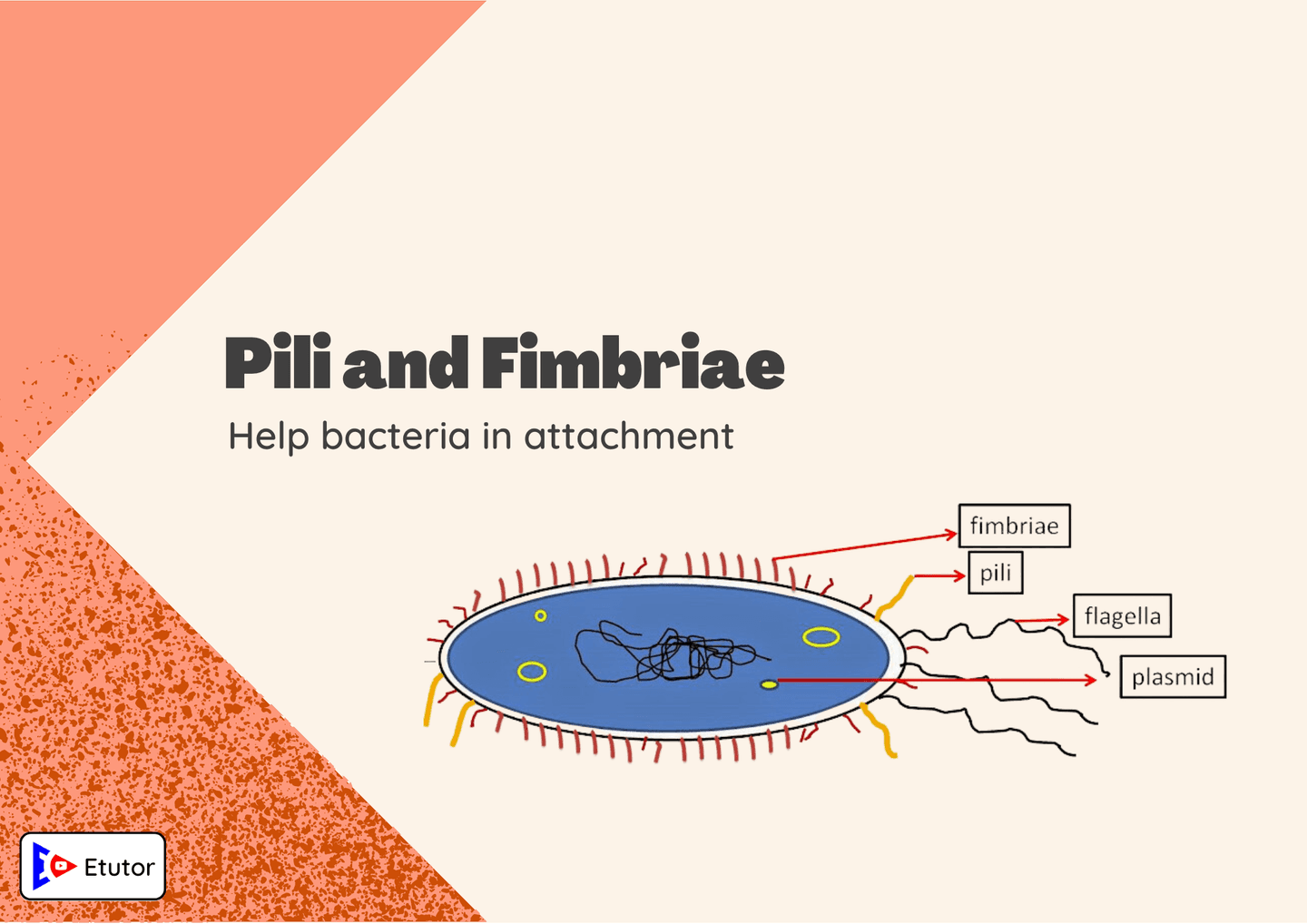 pilli and fimbriae